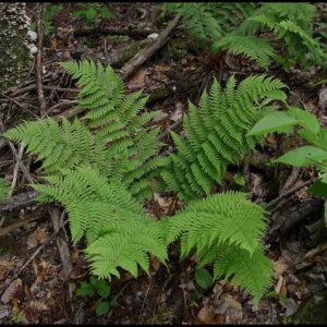 LEATHERWOOD FERN