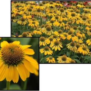 SOMBRERO LEMON YELLOW CONEFLOWER