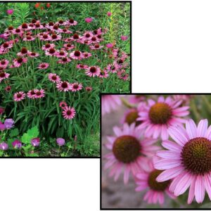PIXIE MEADOWBRITE CONEFLOWER