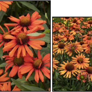 KISMET INTENSE ORANGE CONEFLOWER