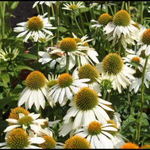 POW WOW WHITE CONEFLOWER
