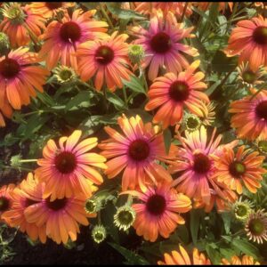 RAINBOW MARCELLA CONEFLOWER