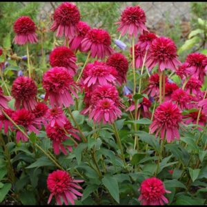 RASPBERRY TRUFFLE CONEFLOWER
