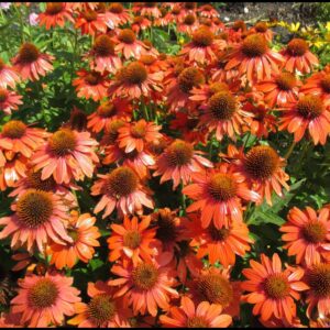 SOMBRERO ADOBE ORANGE CONEFLOWER
