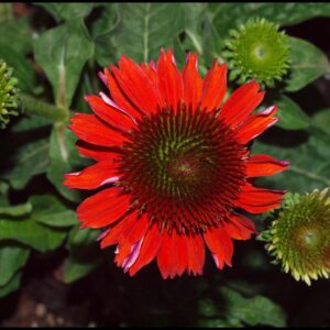 SOMBRERO SALSA RED CONEFLOWER