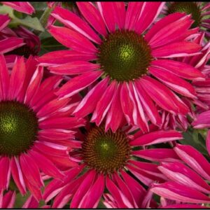 KISMET RASPBERRY CONEFLOWER