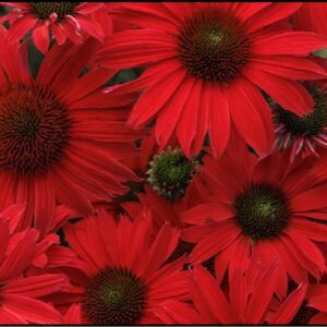 KISMET RED CONEFLOWER