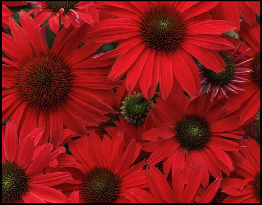 KISMET RED CONEFLOWER