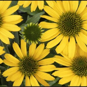 KISMET YELLOW CONEFLOWER