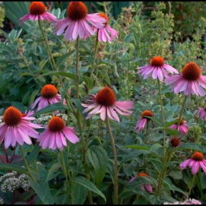 MAGNUS PURPLE CONEFLOWER