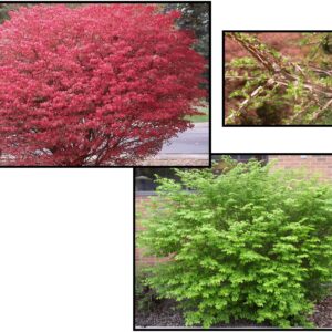 KOREAN EUONYMUS