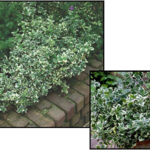 EMERALD GAIETY EUONYMUS
