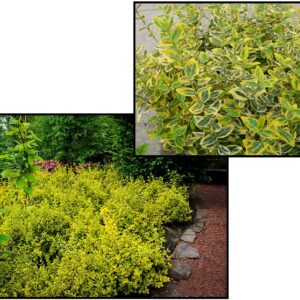 EMERALD ‘N’ GOLD EUONYMUS