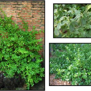 SARCOXIE EUONYMUS