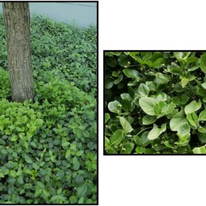 BIGLEAF WINTERCREEPER