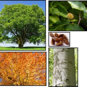 AMERICAN BEECH