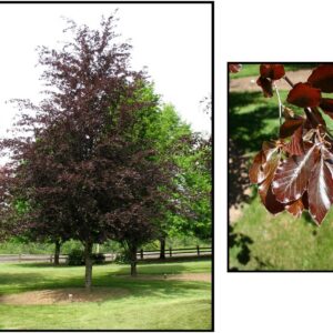 RIVERS PURPLE BEECH