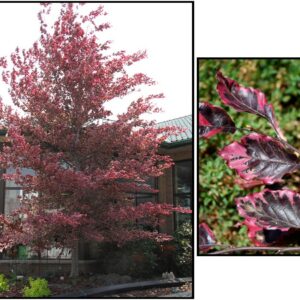 TRICOLOR BEECH