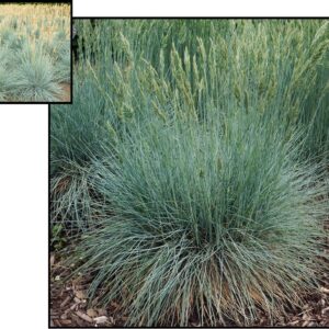 COOL AS ICE BLUE FESCUE