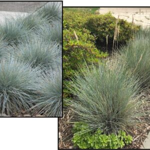 DWARF BLUE FESCUE