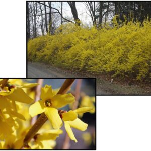 MEADOWLARK FORSYTHIA