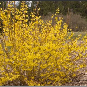 SUNRISE FORSYTHIA