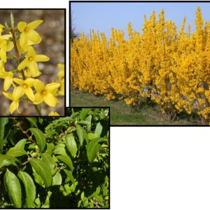 LYNWOOD GOLD FORSYTHIA