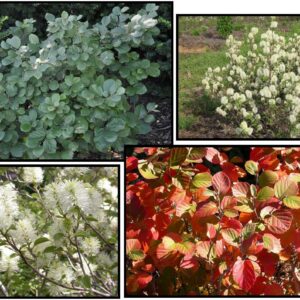 DWARF FOTHERGILLA