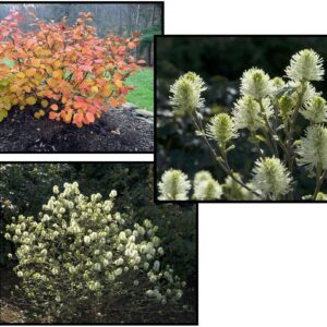 MT. AIRY FOTHERGILLA