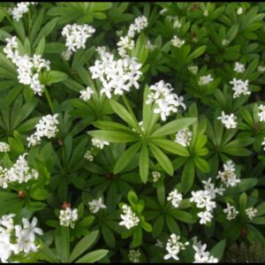 SWEET WOODRUFF