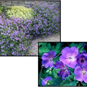 ROZANNE GERANIUM