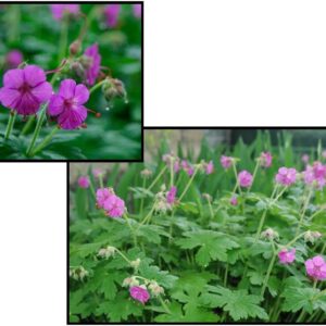 BEVANS VARIETY GERANIUM