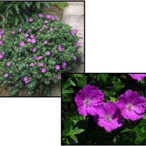 MAX FREI GERANIUM