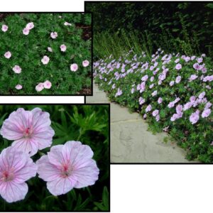 LANCASTRIENSE GERANIUM