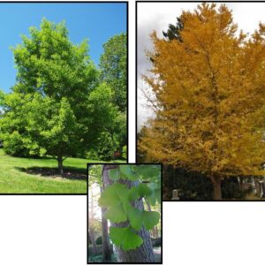 AUTUMN GOLD GINKGO