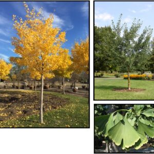 MAGYAR GINKGO