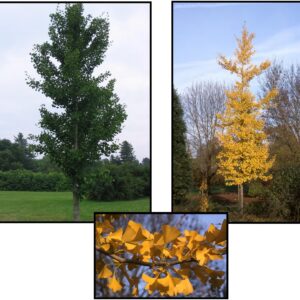PRINCETON SENTRY® GINKGO