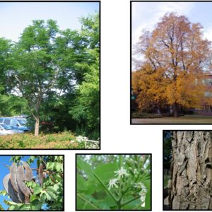 KENTUCKY COFFEE TREE