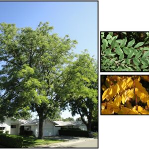 ESPRESSO™ KENTUCKY COFFEE TREE
