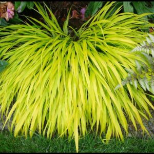 ALL GOLD HAKONE GRASS