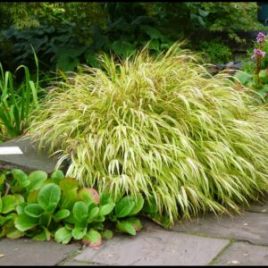 GOLDEN VARIEGATED HAKONE GRASS