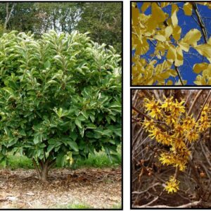 VERNAL WITCHHAZEL