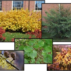 COMMON WITCHHAZEL