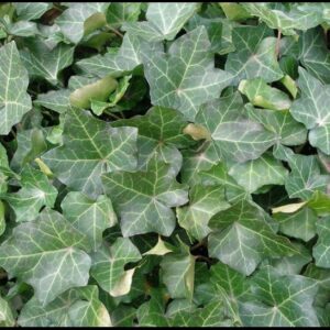 THORNDALE IVY