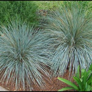 BLUE OAT GRASS