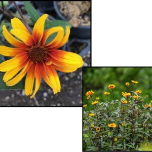 BURNING HEARTS FALSE SUNFLOWER