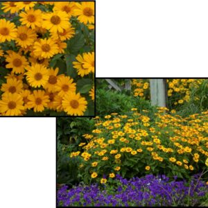 TUSCAN GOLD FALSE SUNFLOWER