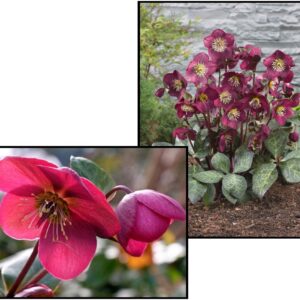 FROSTKISS ANNAS RED LENTEN ROSE