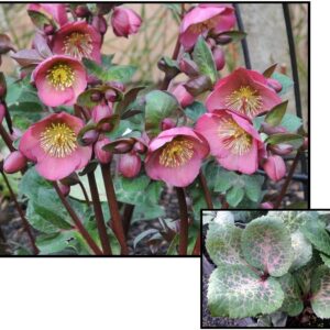 FROSTKISS PENNYS PINK LENTEN ROSE