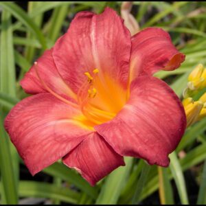 CHERRY CHEEKS DAYLILY
